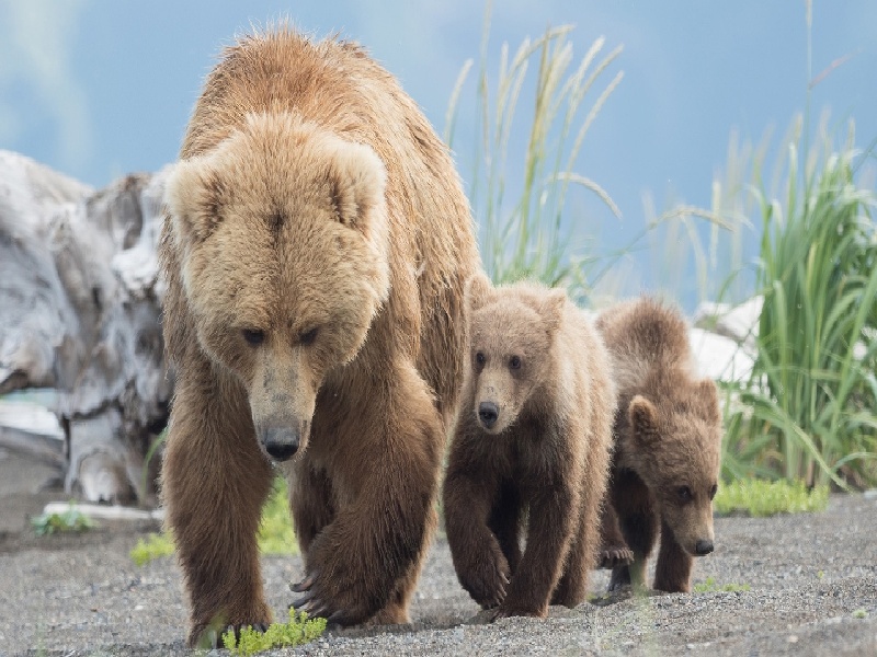 试管移植 内膜调理(38岁试管王子)